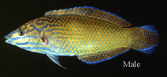  Halichoeres leucurus (Greyhead Wrasse)